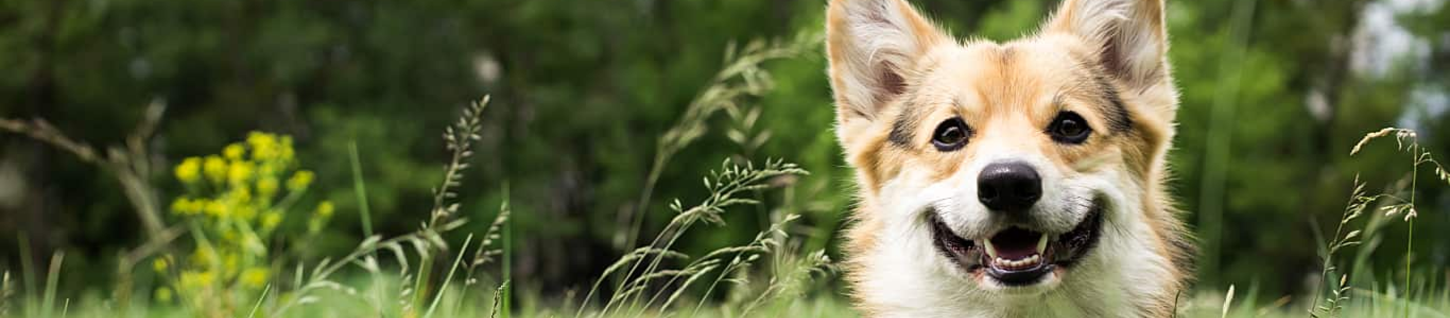 Smiling Corgi in field